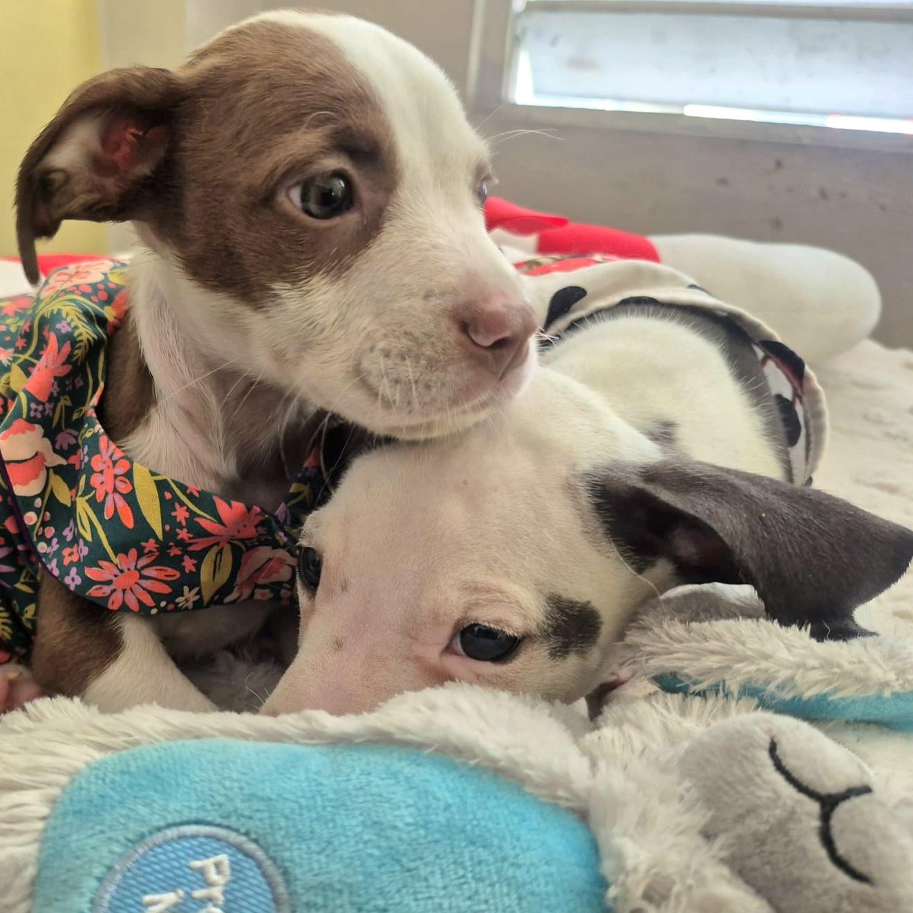 Sol Star "all Of thumbnail 5