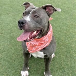 Enlarge Serenity, a Adoptable Pit Bull Terrier in Henderson, NV image 1/6
