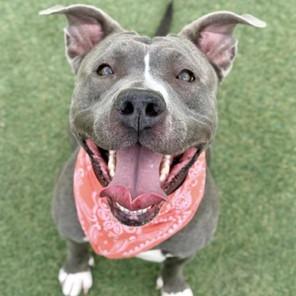 Enlarge Serenity, a Adoptable Pit Bull Terrier in Henderson, NV image 2/6