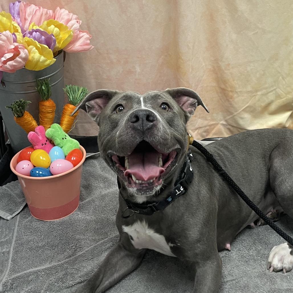 Enlarge Serenity, a Adoptable Pit Bull Terrier in Henderson, NV image 3/6