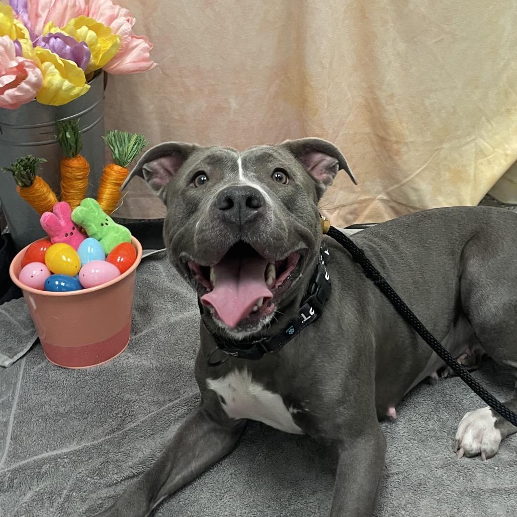 Enlarge Serenity, a Adoptable Pit Bull Terrier in Henderson, NV image 4/6