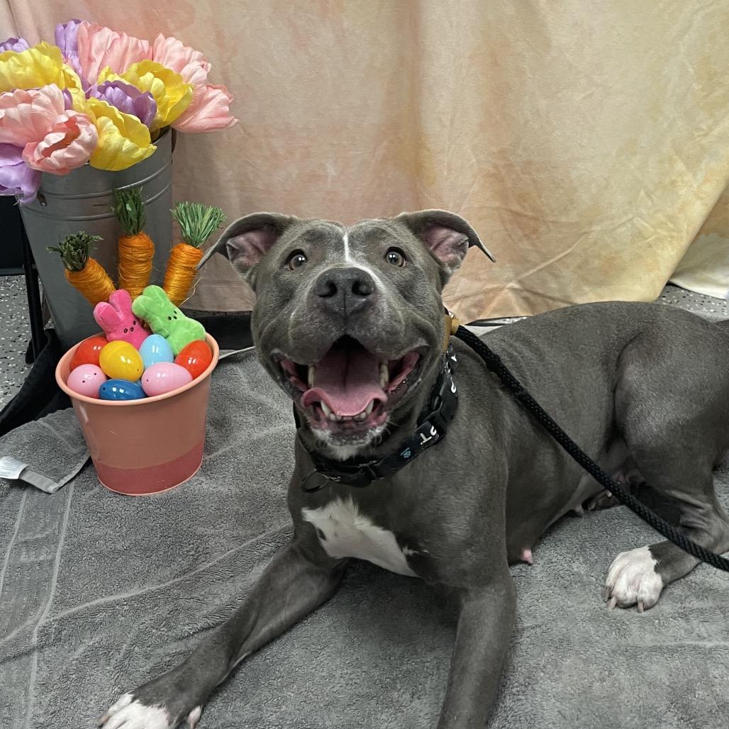Enlarge Serenity, a Adoptable Pit Bull Terrier in Henderson, NV image 5/6