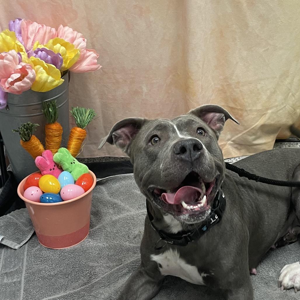 Enlarge Serenity, a Adoptable Pit Bull Terrier in Henderson, NV image 6/6