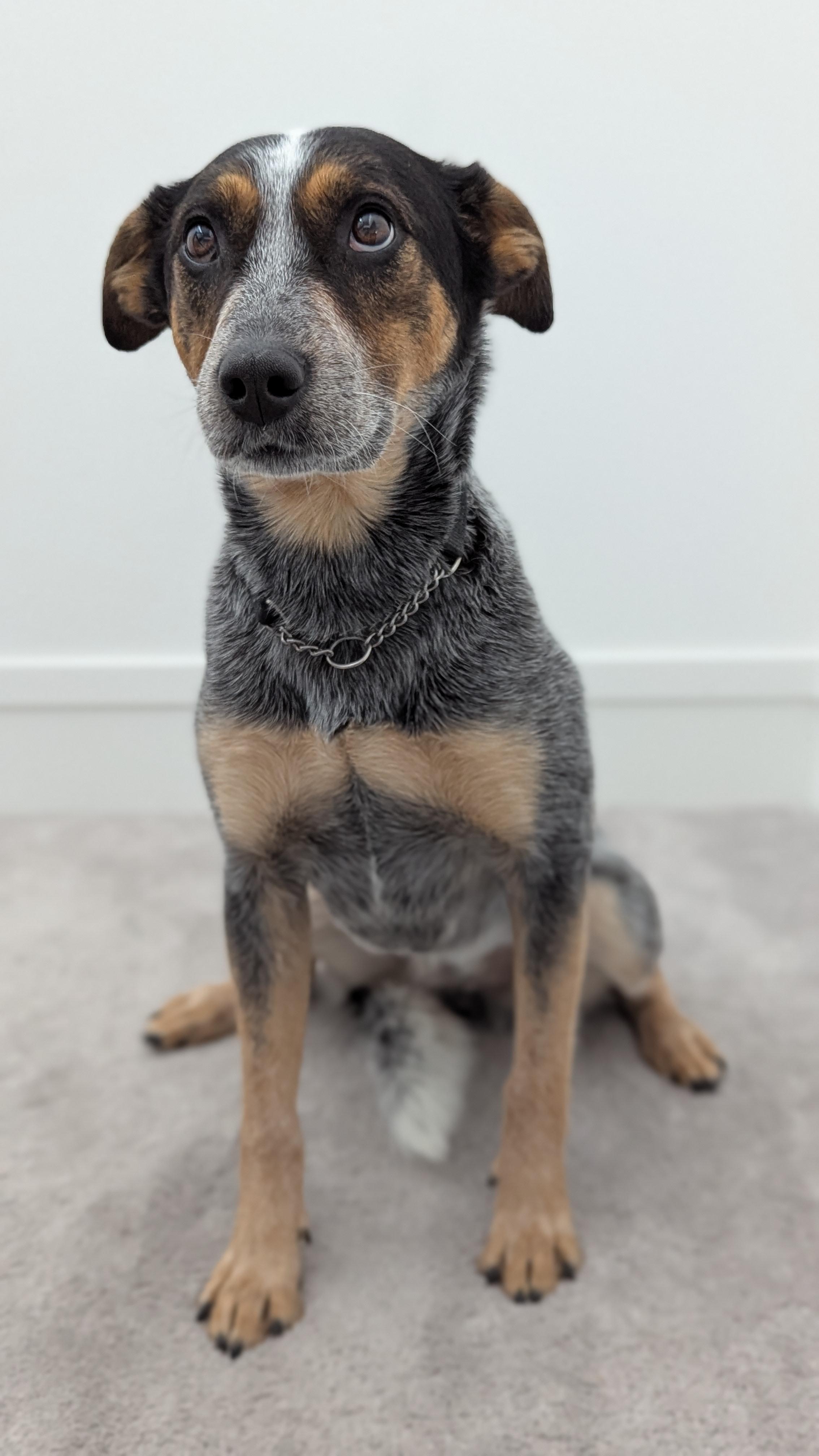 Maggie, a Adoptable Cattle Dog in Abbotsford, BC image 3/6