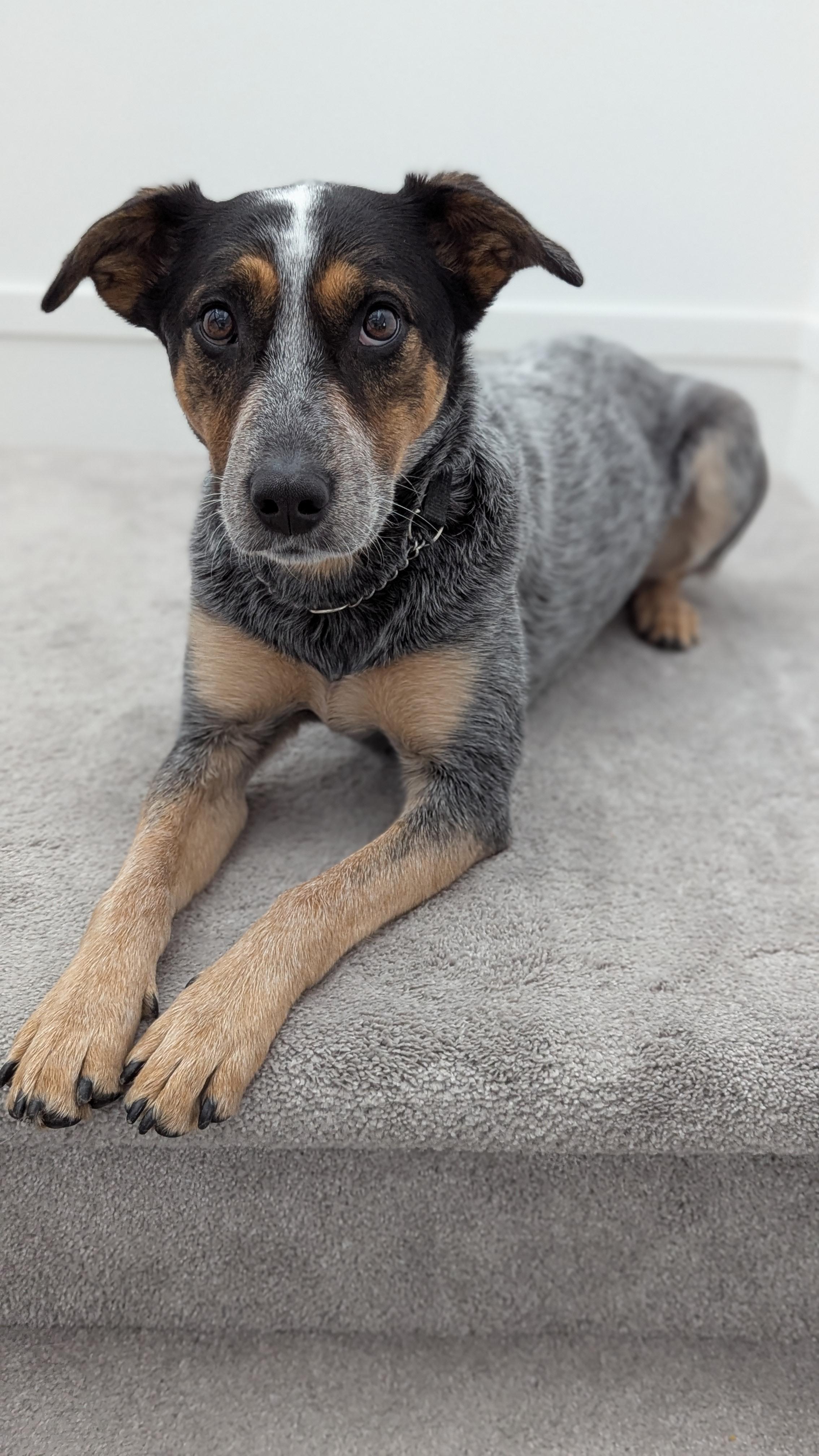 Maggie, a Adoptable Cattle Dog in Abbotsford, BC image 5/6