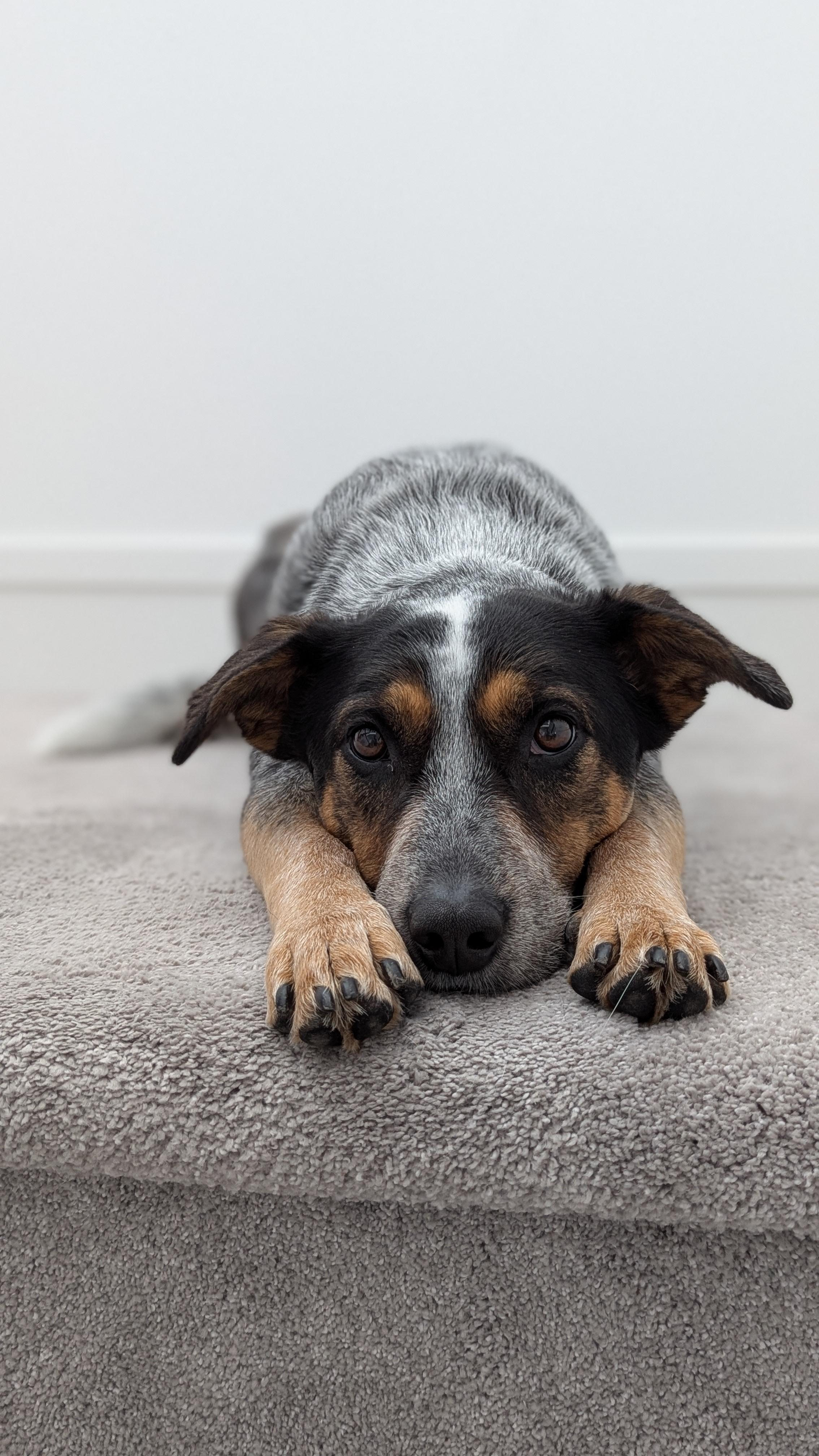 Maggie, a Adoptable Cattle Dog in Abbotsford, BC image 2/6