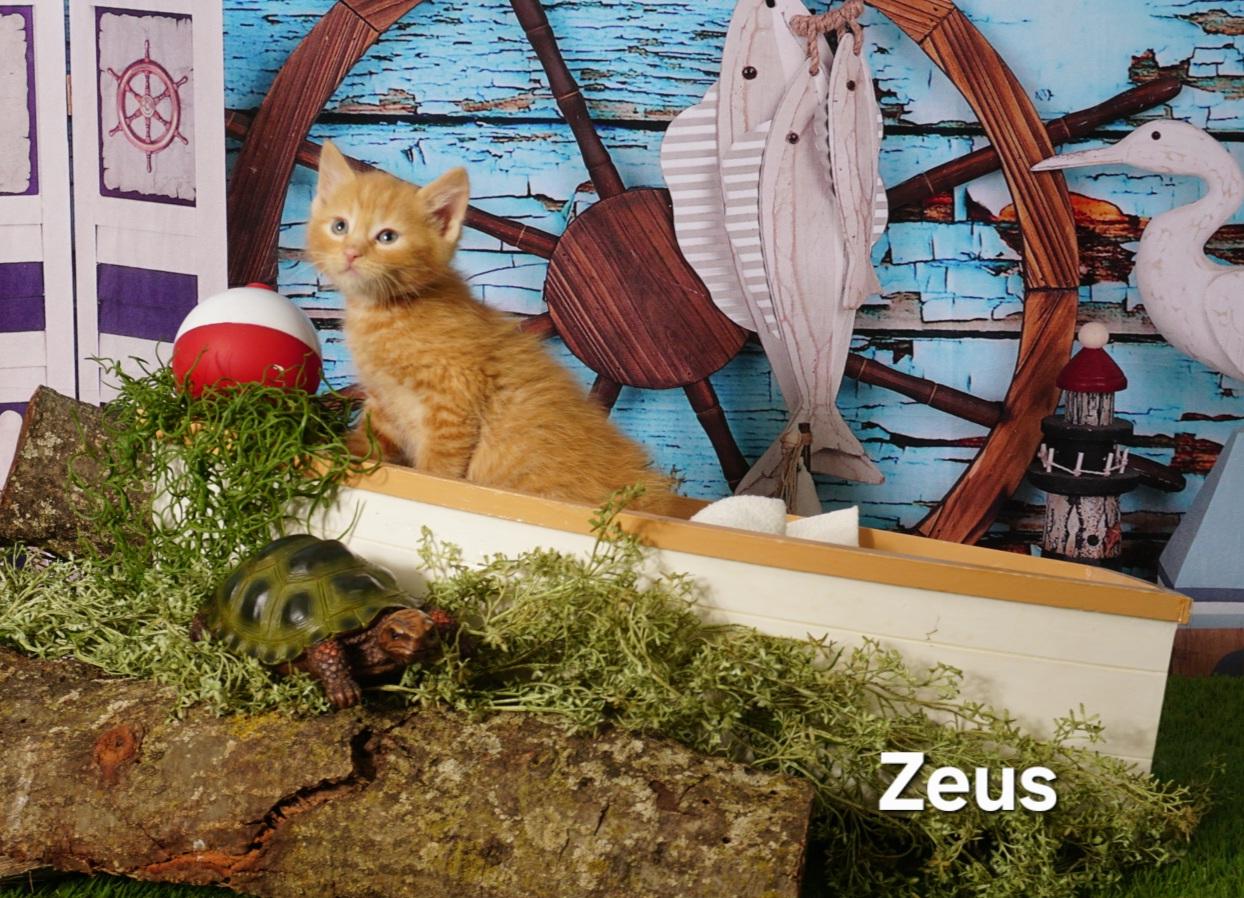Zeus, ADOPTABLE, Kitten Male Domestic Short Hair.