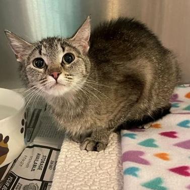 Enlarge Ellie, a ADOPTABLE Domestic Short Hair in Rochester, MN image 2/2