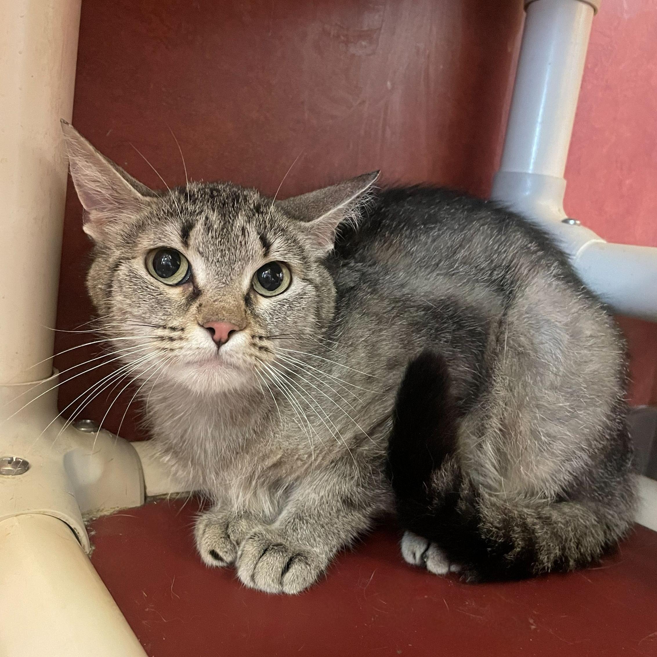 Ellie, ADOPTABLE, Young Female Domestic Short Hair.