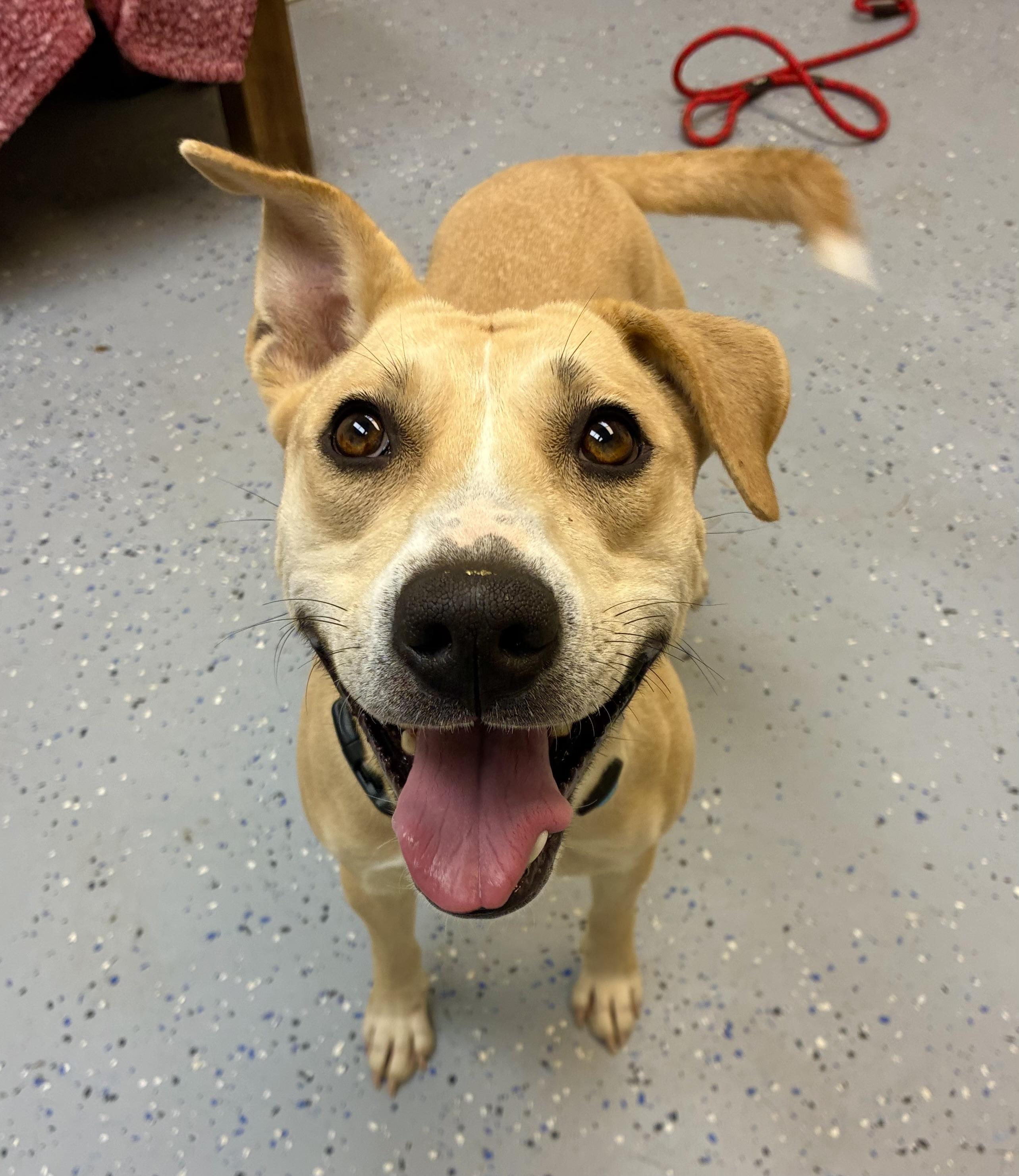 Enlarge Lady, a Adoptable mixed breed in Senatobia, MS image 2/5