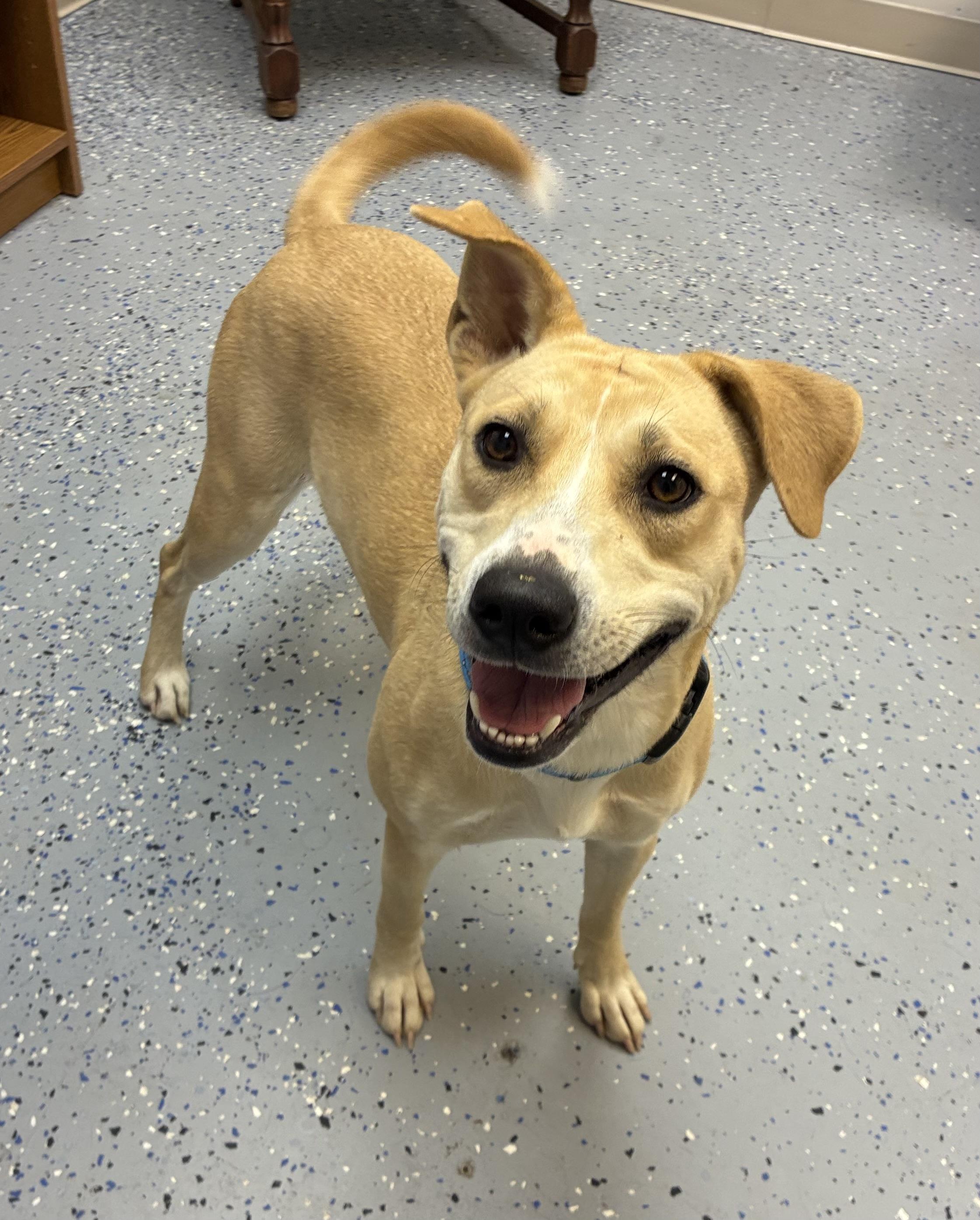 Enlarge Lady, a Adoptable mixed breed in Senatobia, MS image 5/5