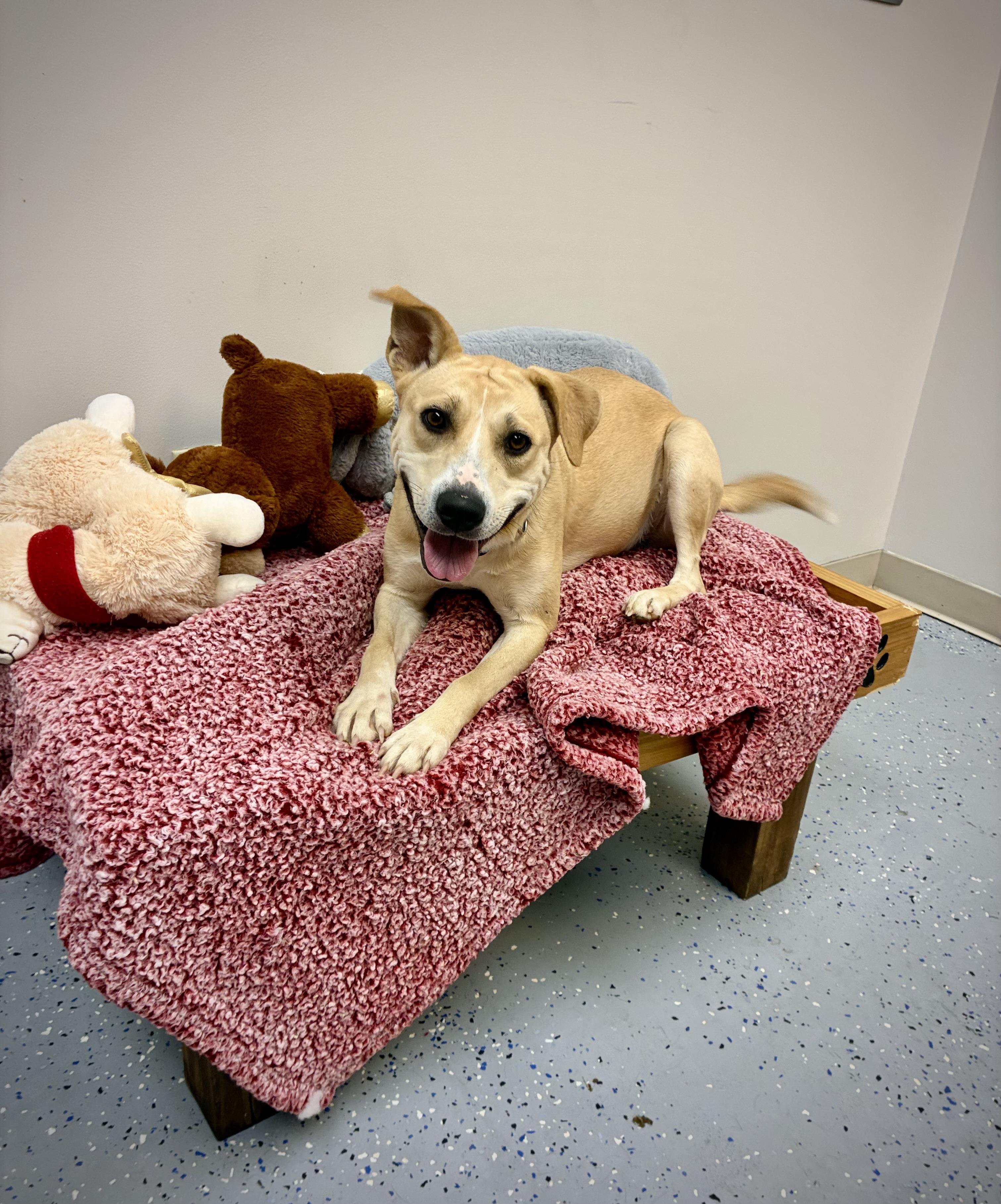 Enlarge Lady, a Adoptable mixed breed in Senatobia, MS image 1/5