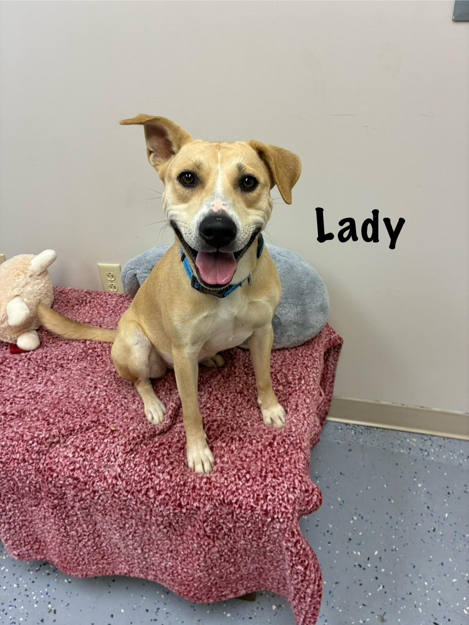 Enlarge Lady, a Adoptable mixed breed in Senatobia, MS image 4/5