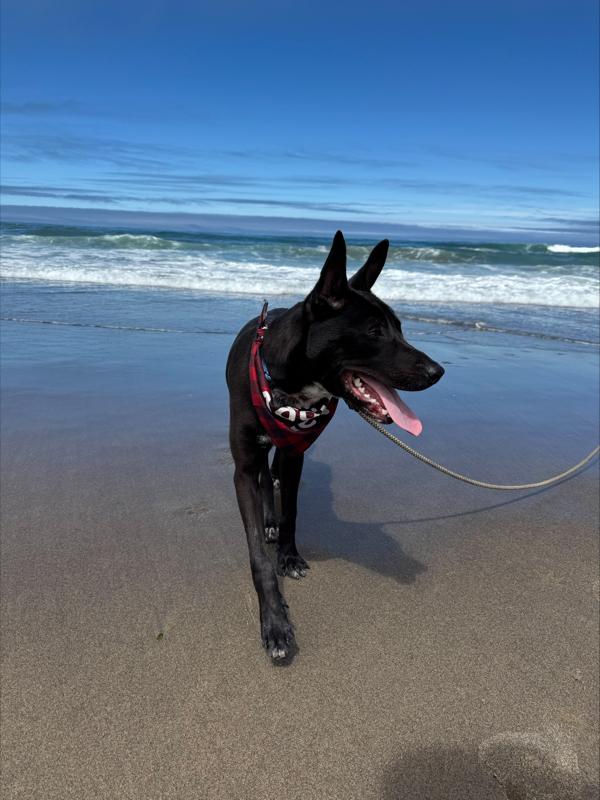 Roy, Adoptable, Young Male Border Collie & Mixed Breed.