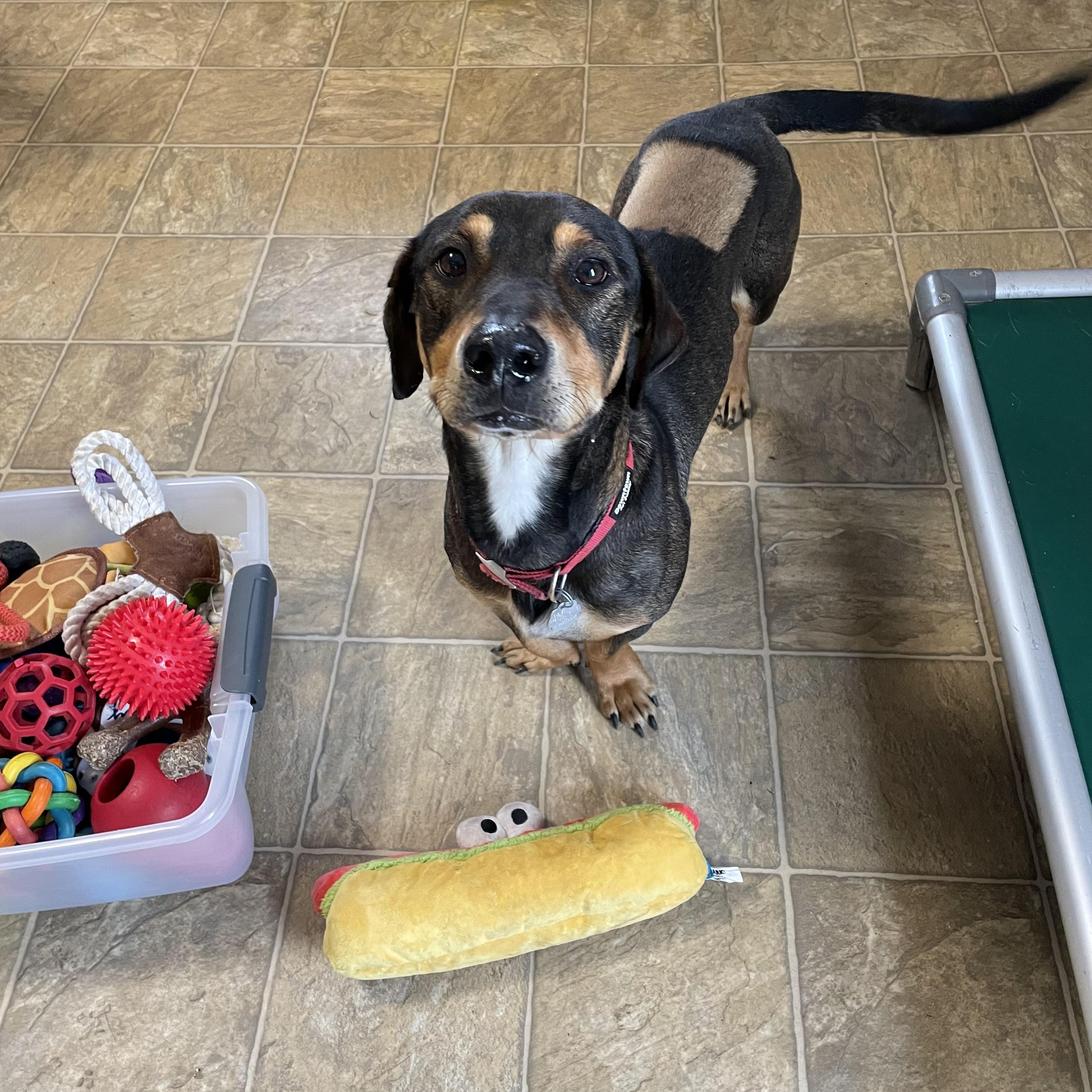 Enlarge Arlo, an adopted mixed breed in Oxford, MI image 2/6