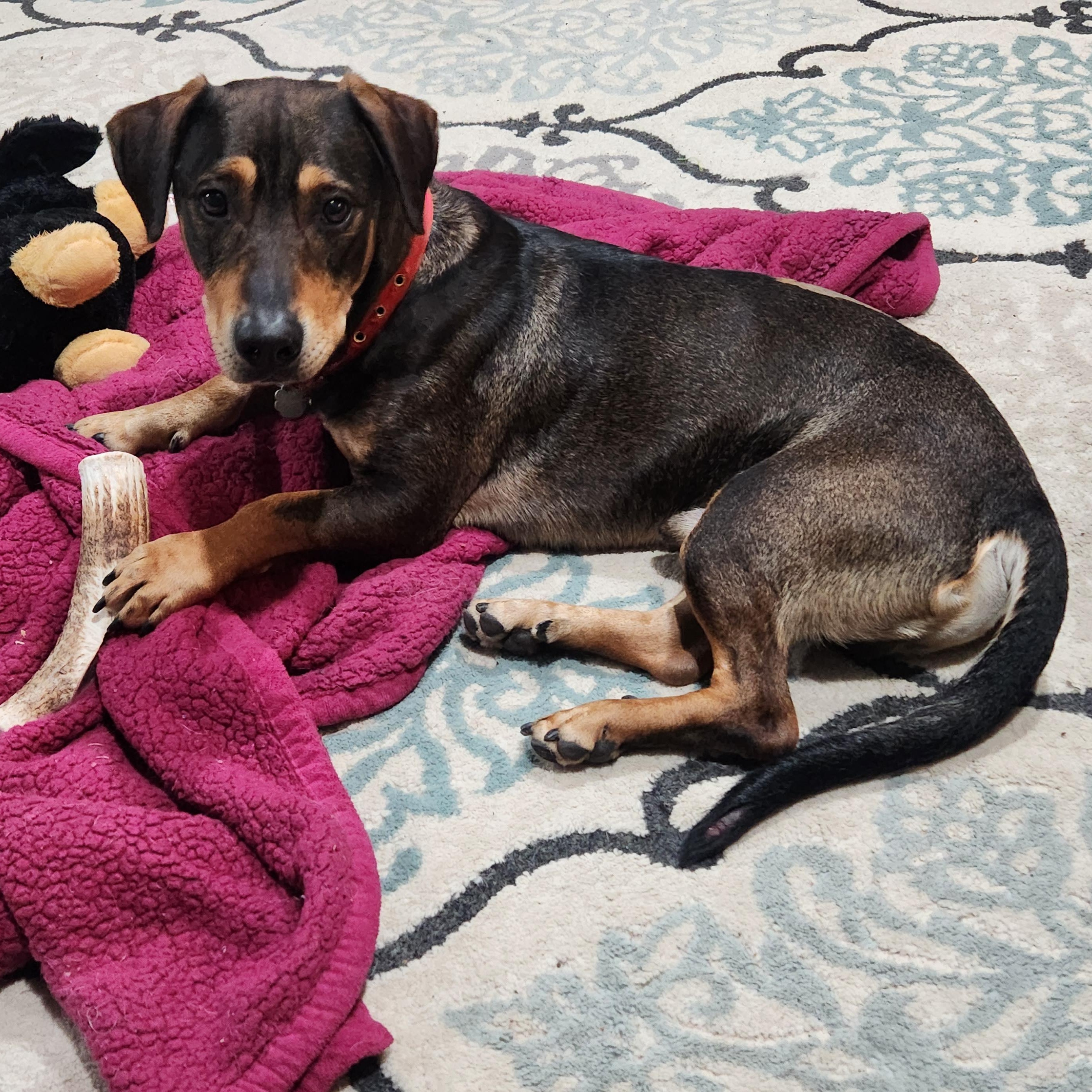 Arlo, Adoptable, Young Male Basset Hound & Mixed Breed.