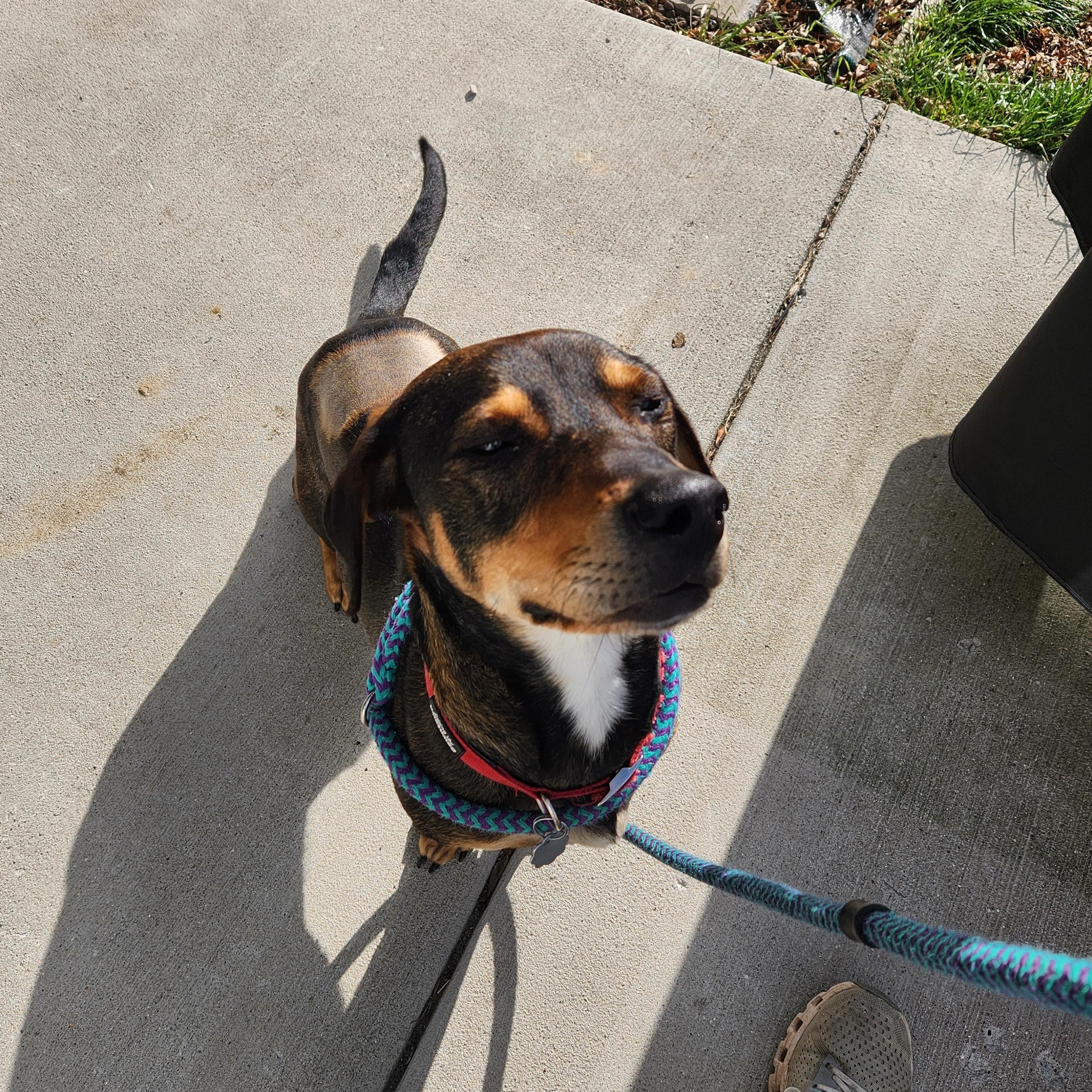 Enlarge Arlo, an adopted mixed breed in Oxford, MI image 3/6