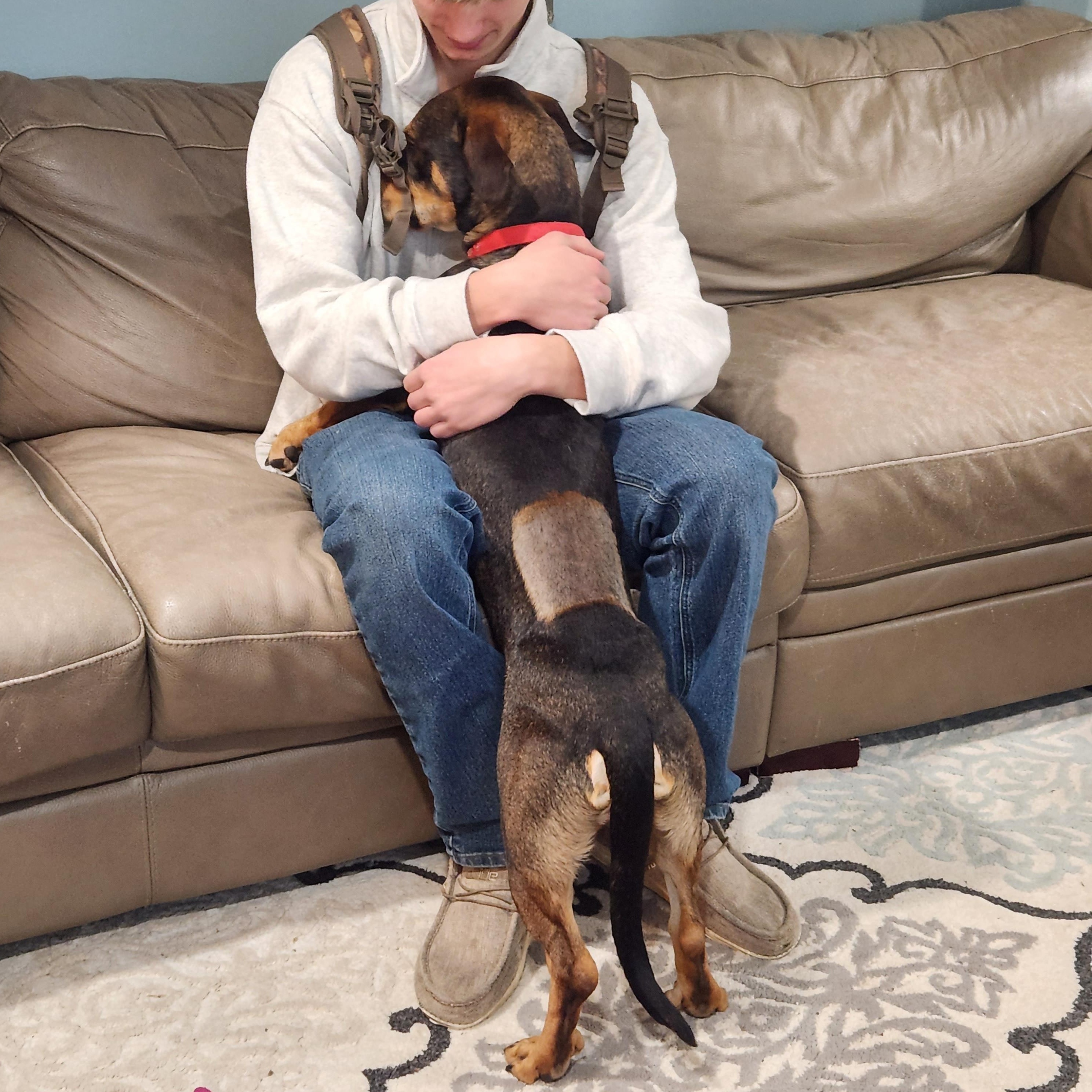 Enlarge Arlo, an adopted mixed breed in Oxford, MI image 4/6