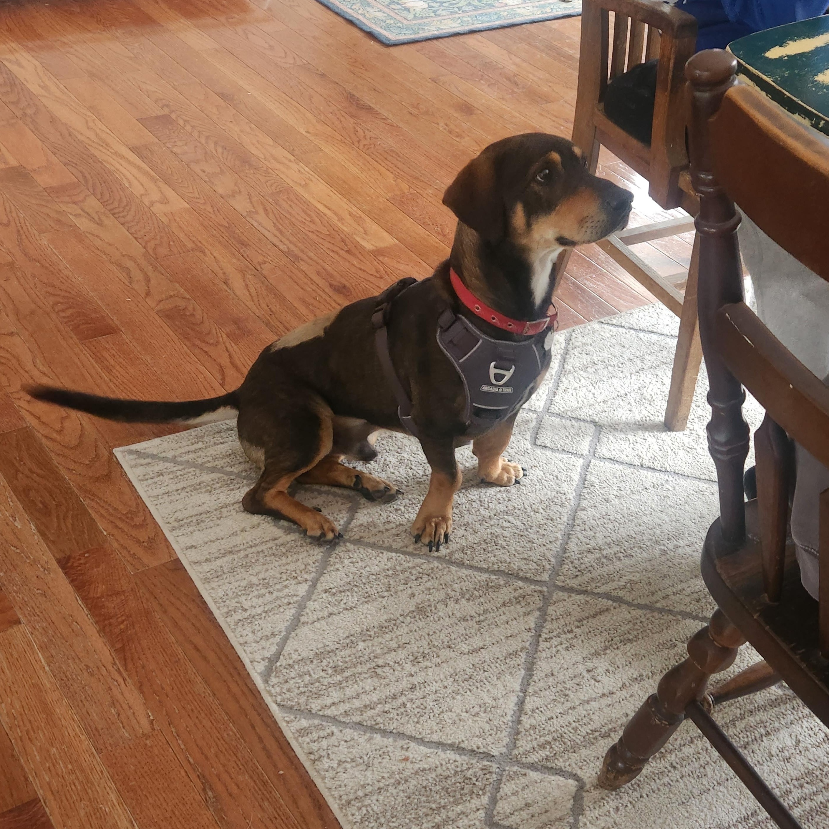 Enlarge Arlo, an adopted mixed breed in Oxford, MI image 5/6