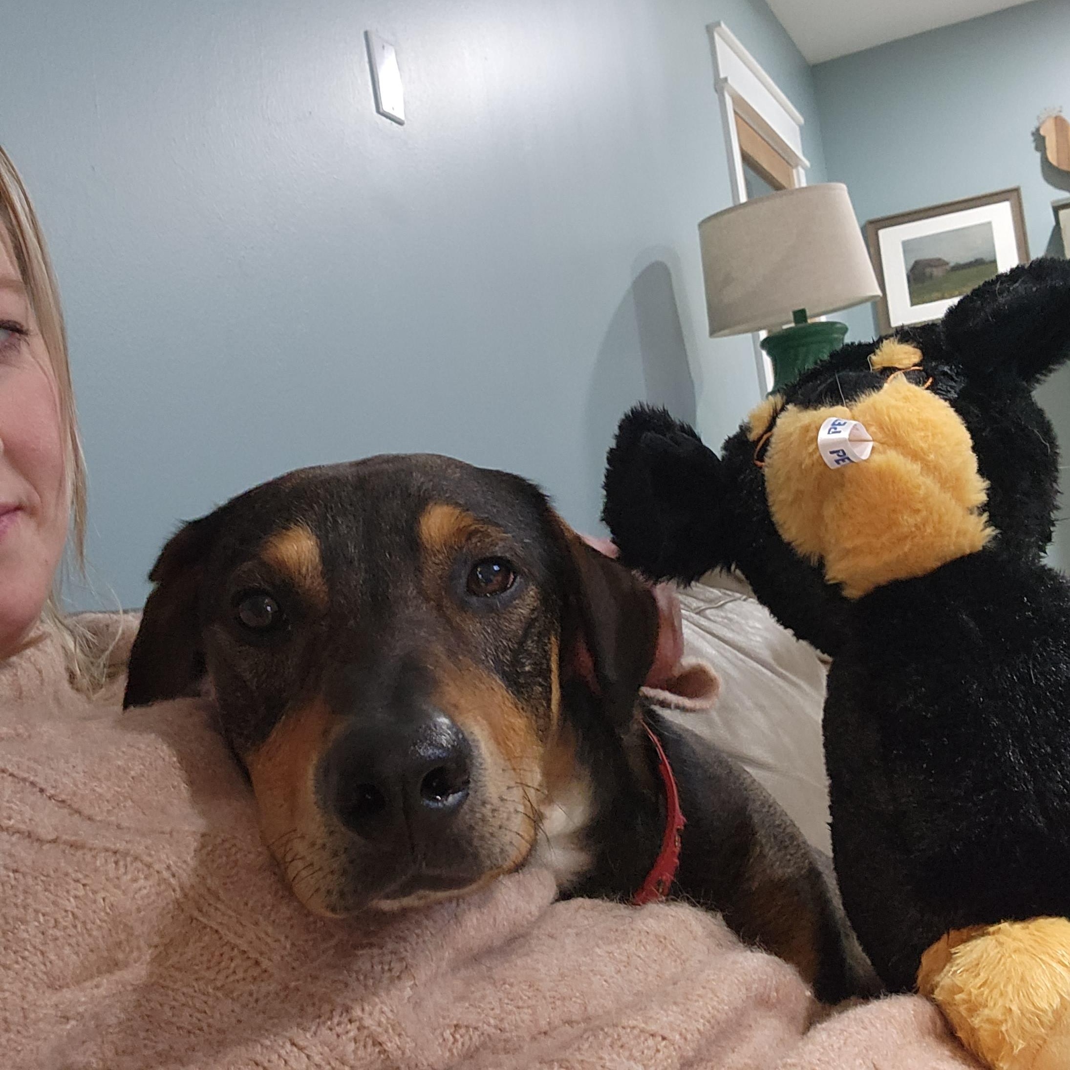 Enlarge Arlo, an adopted mixed breed in Oxford, MI image 6/6