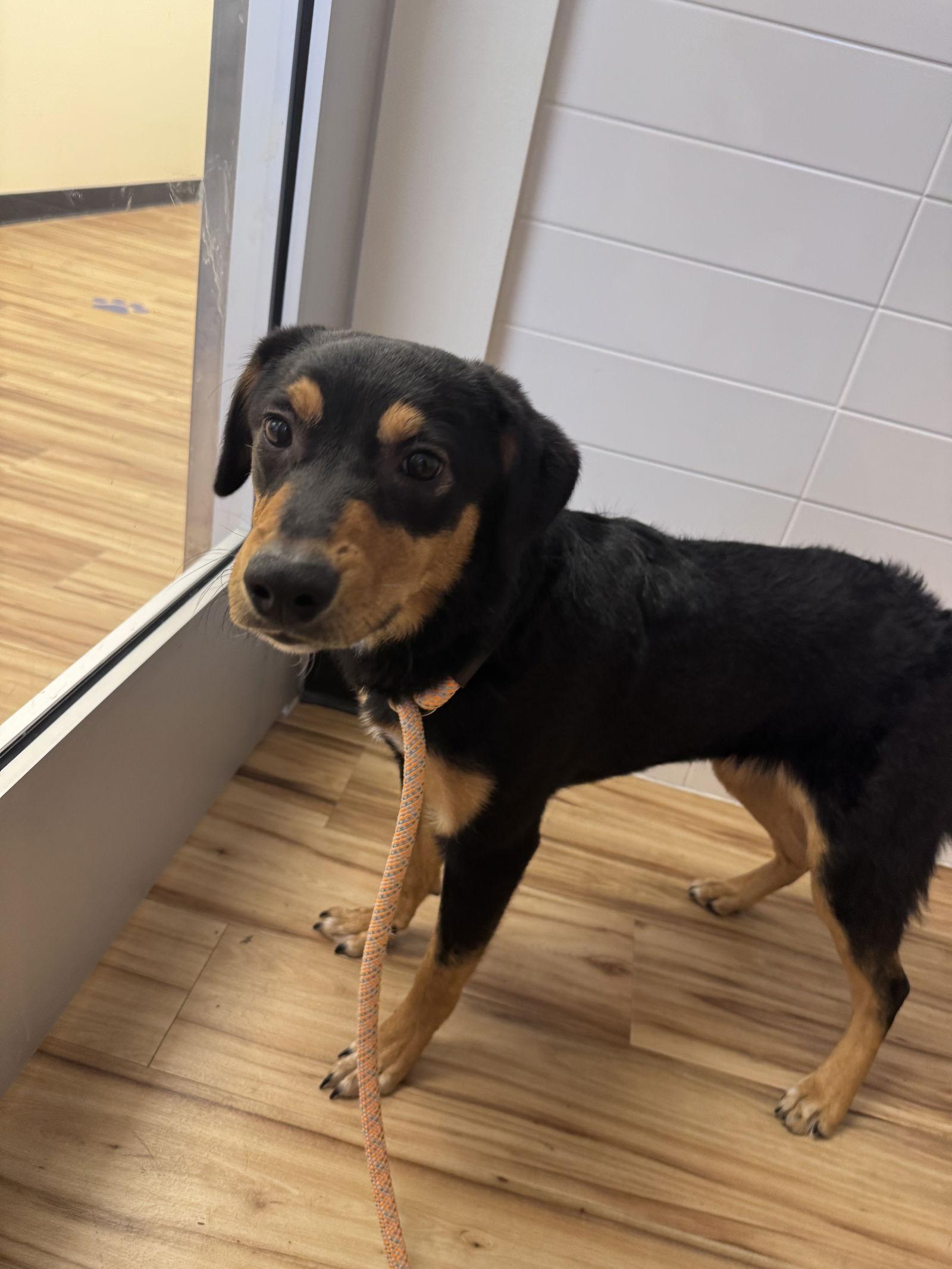 Shadow, Adoptable, Puppy Female Shepherd.