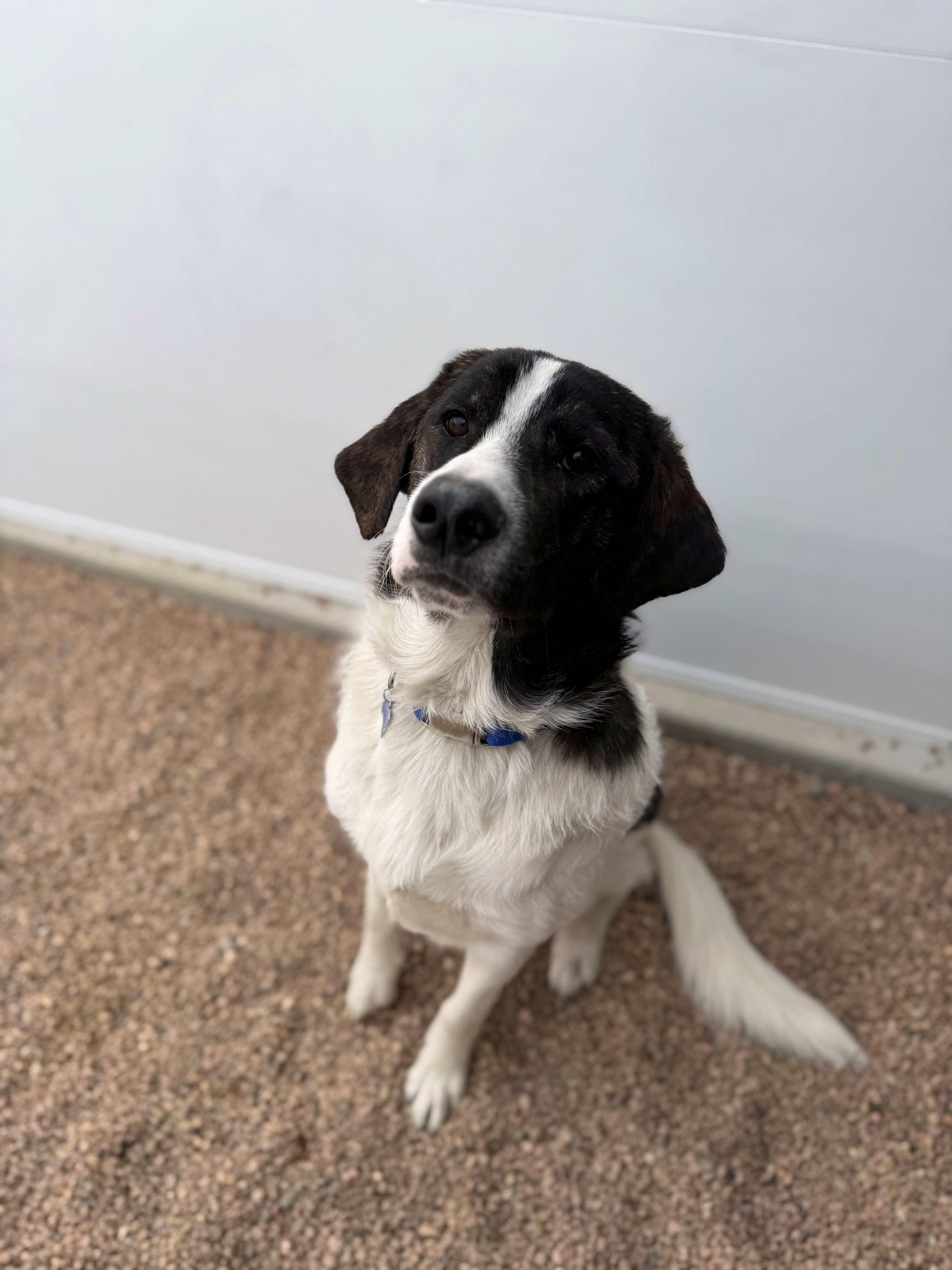 609-25 Koda, adopted, Adult Male Great Pyrenees.