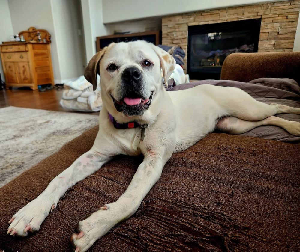 Enlarge Shenanigans, a Adoptable mixed breed in Denver, CO image 1/6