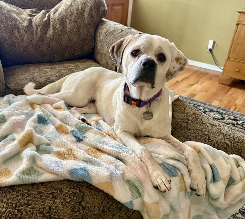 Enlarge Shenanigans, a Adoptable mixed breed in Denver, CO image 2/6