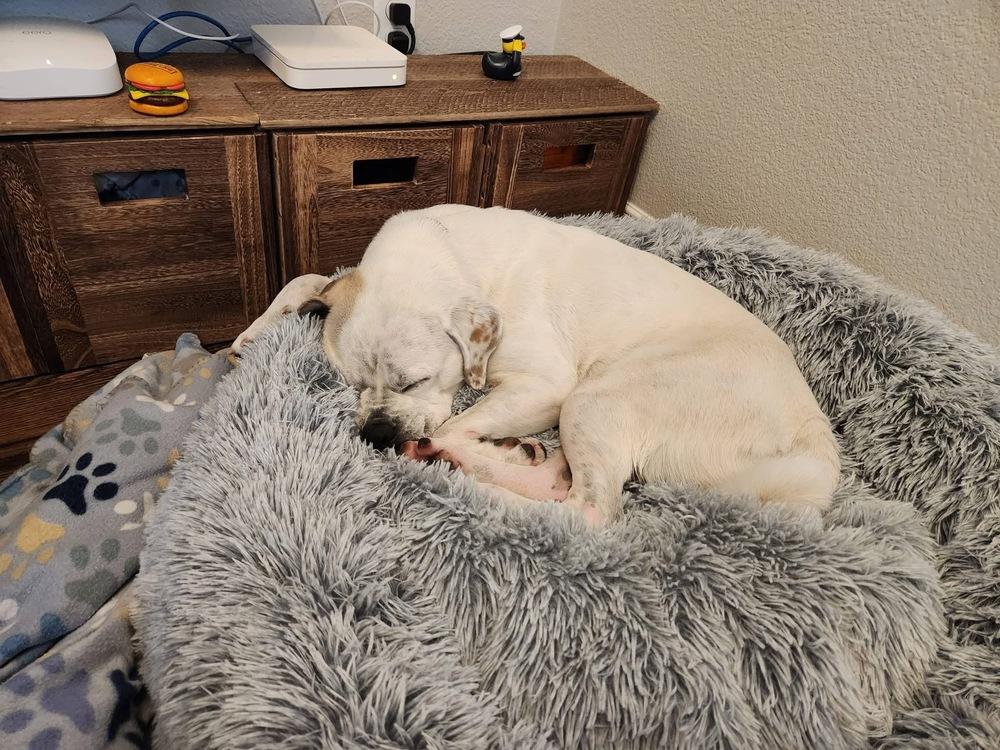 Enlarge Shenanigans, a Adoptable mixed breed in Denver, CO image 3/6