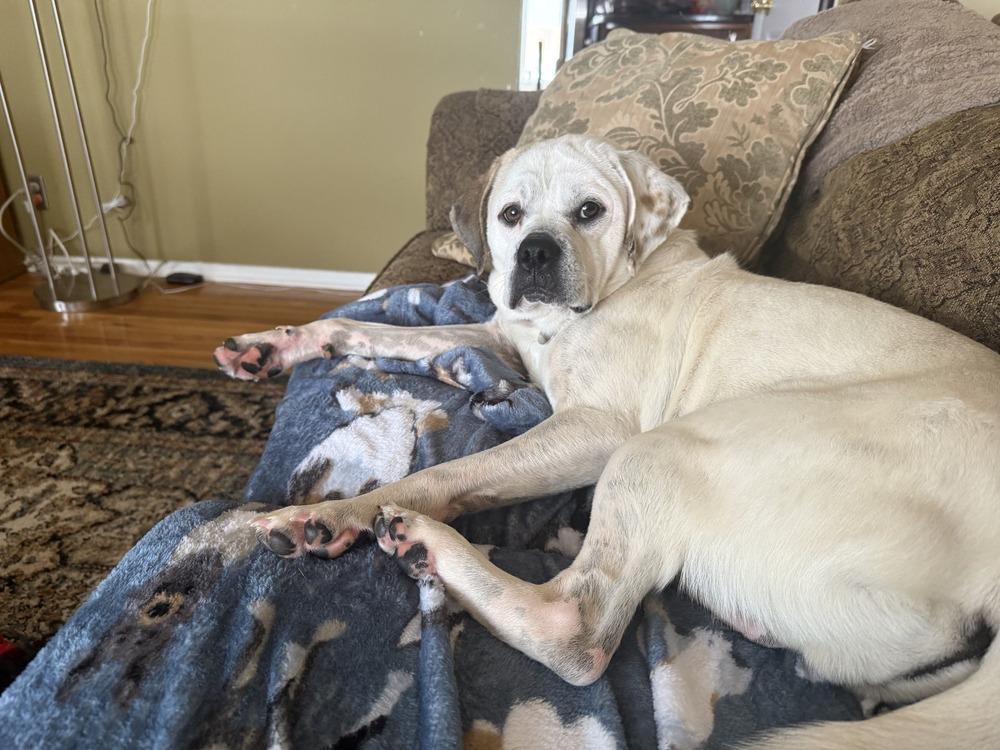 Enlarge Shenanigans, a Adoptable mixed breed in Denver, CO image 1/3