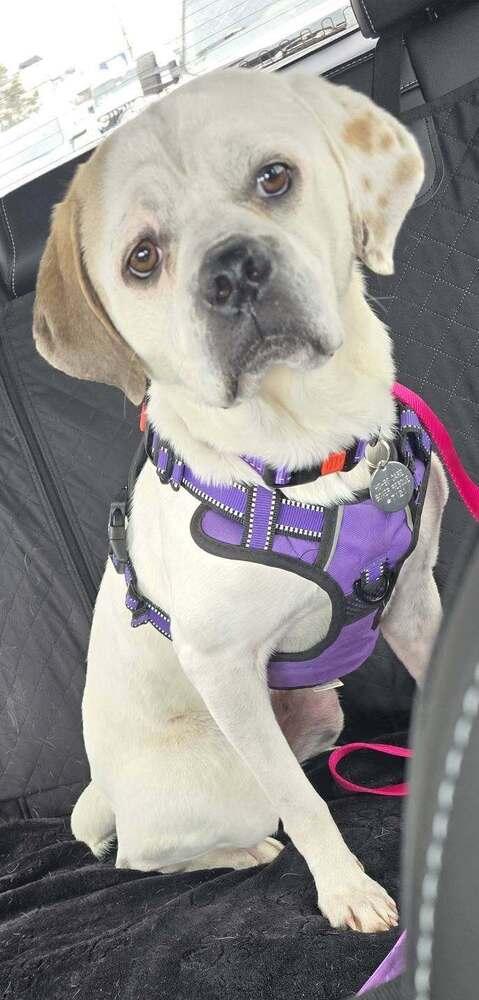 Enlarge Shenanigans, a Adoptable mixed breed in Denver, CO image 2/3