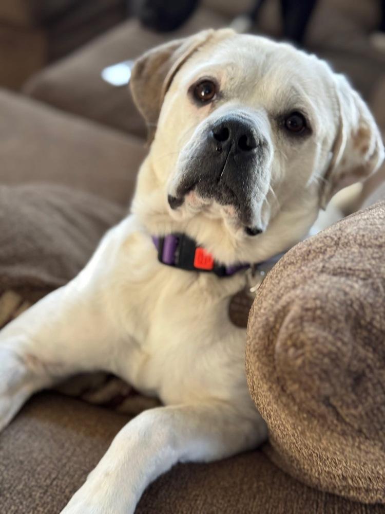 Enlarge Shenanigans, a Adoptable mixed breed in Denver, CO image 4/6