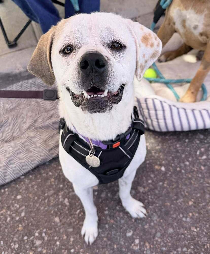 Enlarge Shenanigans, a Adoptable mixed breed in Denver, CO image 4/6