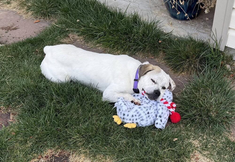 Enlarge Shenanigans, a Adoptable mixed breed in Denver, CO image 5/6