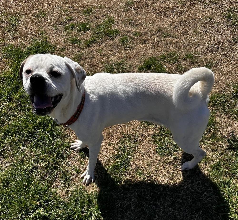 Enlarge Shenanigans, a Adoptable mixed breed in Denver, CO image 3/3