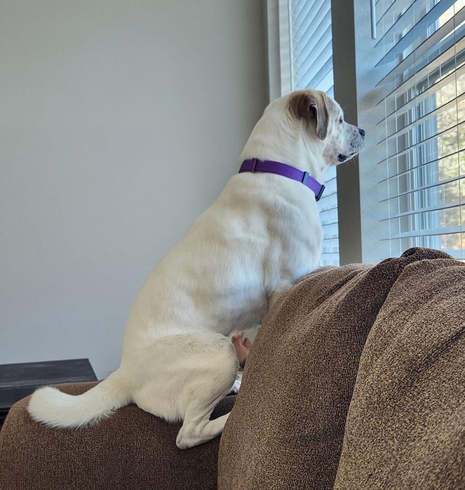 Enlarge Shenanigans, a Adoptable mixed breed in Denver, CO image 6/6