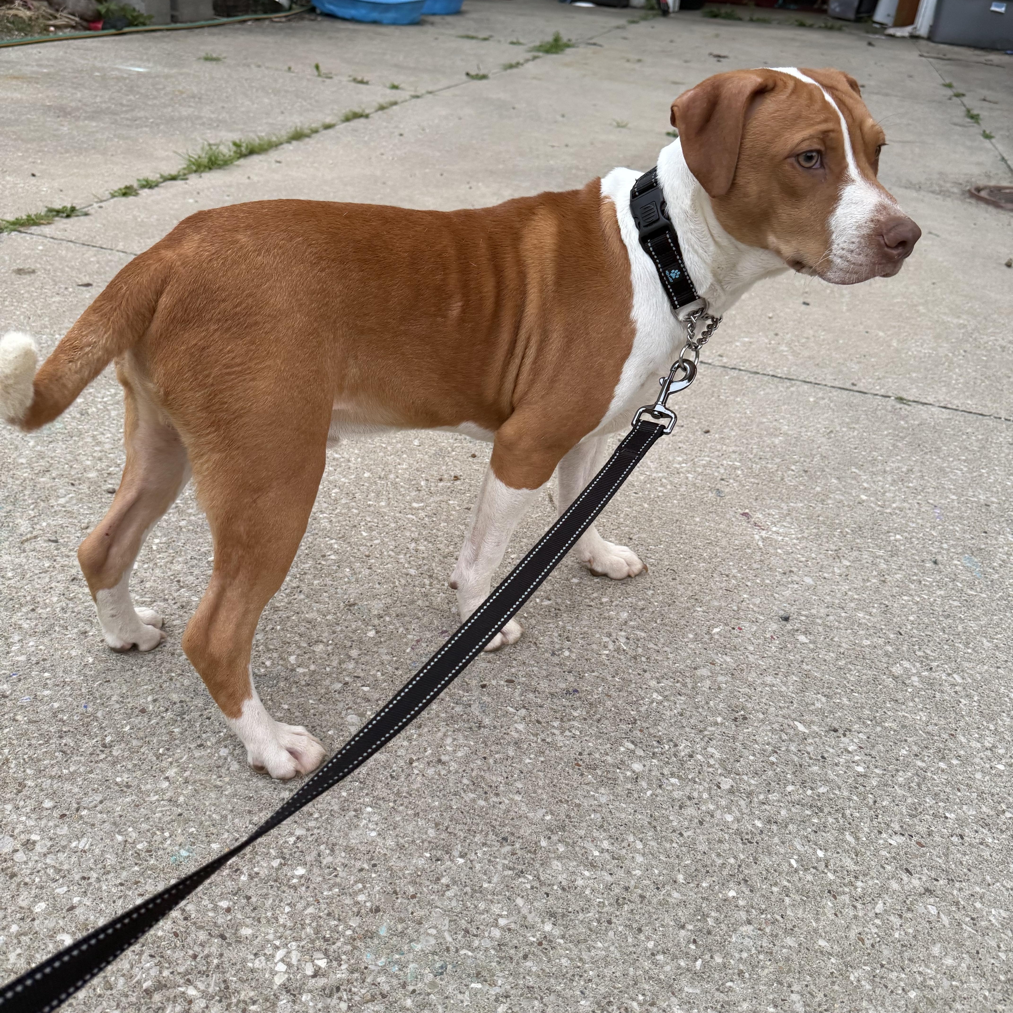 Enlarge Milo, a Adoptable mixed breed in Middlefield , OH image 2/4