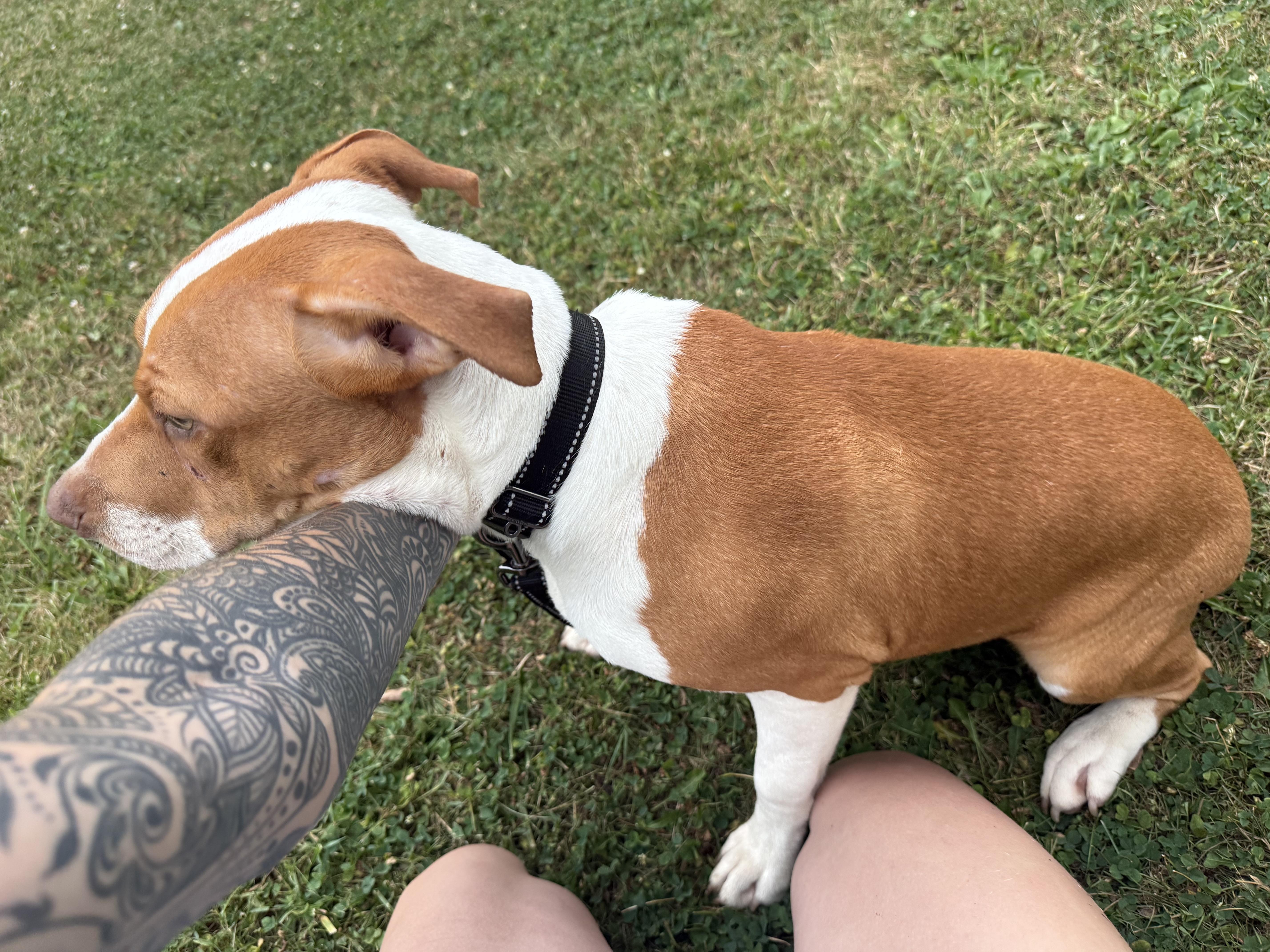 Enlarge Milo, a Adoptable mixed breed in Middlefield , OH image 4/4
