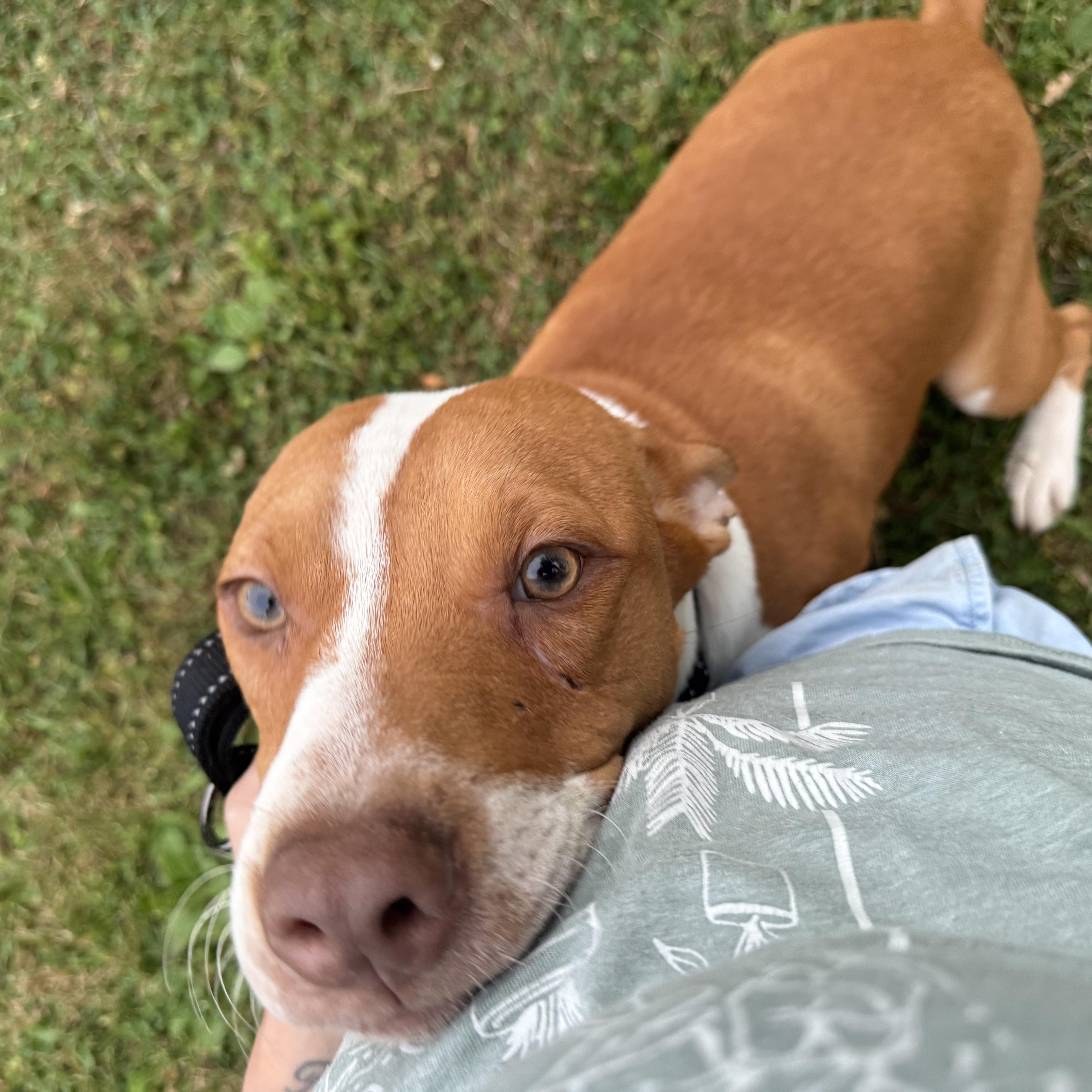Enlarge Milo, a Adoptable mixed breed in Middlefield , OH image 3/4