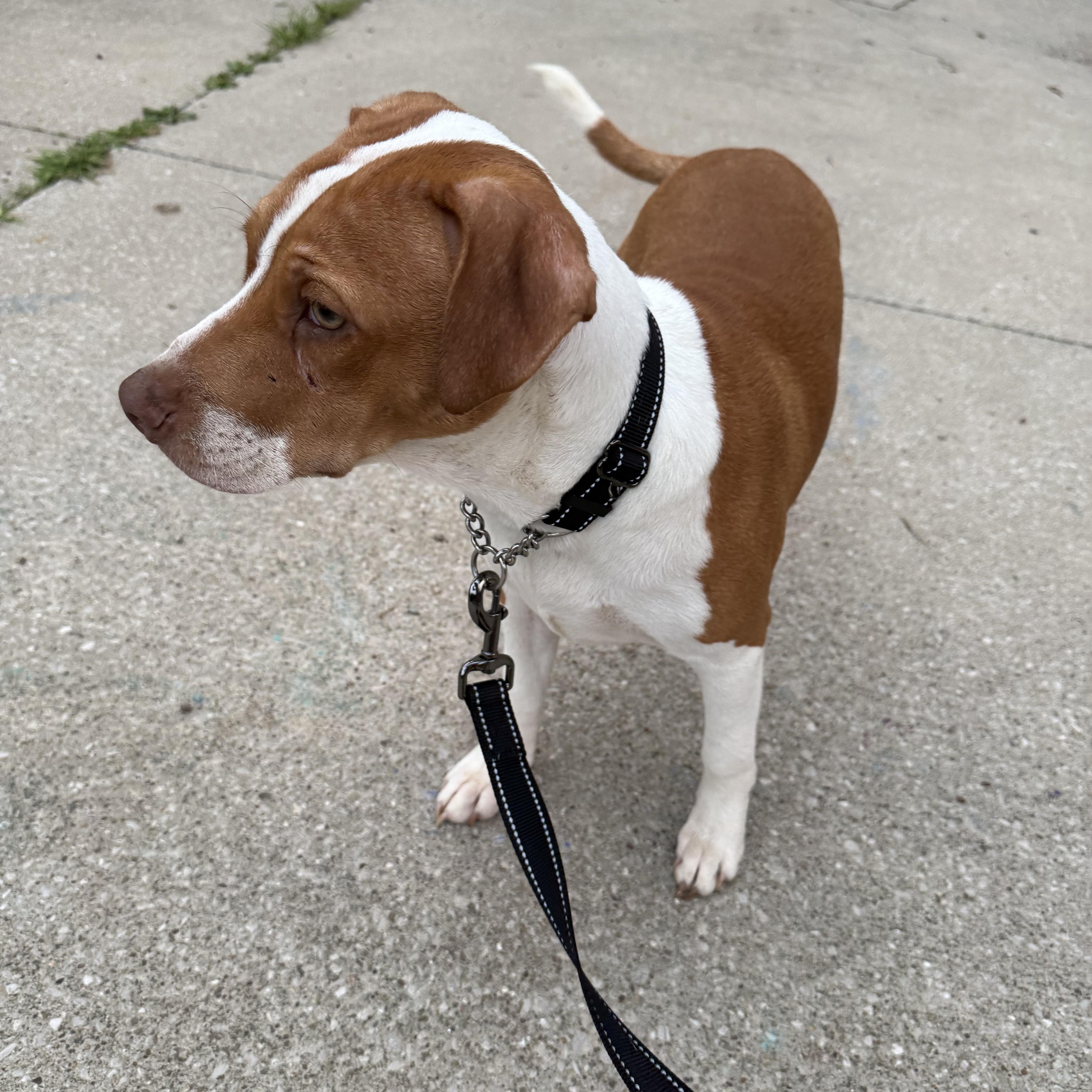 Milo, ADOPTABLE, Young Male Beagle & Pit Bull Terrier.