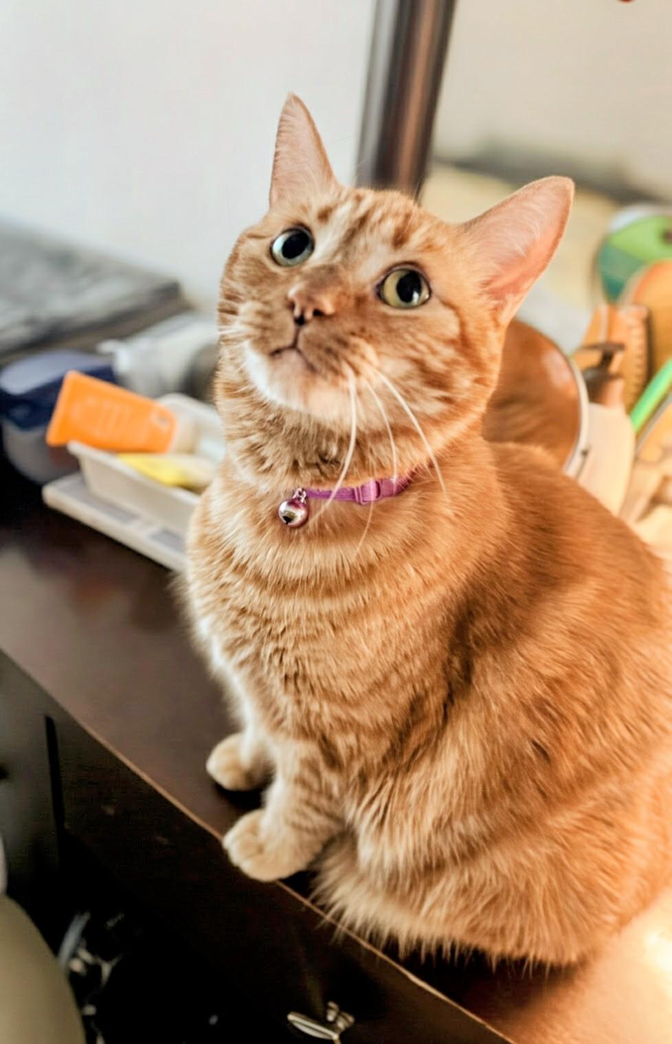 Mango, a ADOPTABLE Domestic Short Hair in Santa Monica, CA image 3/5