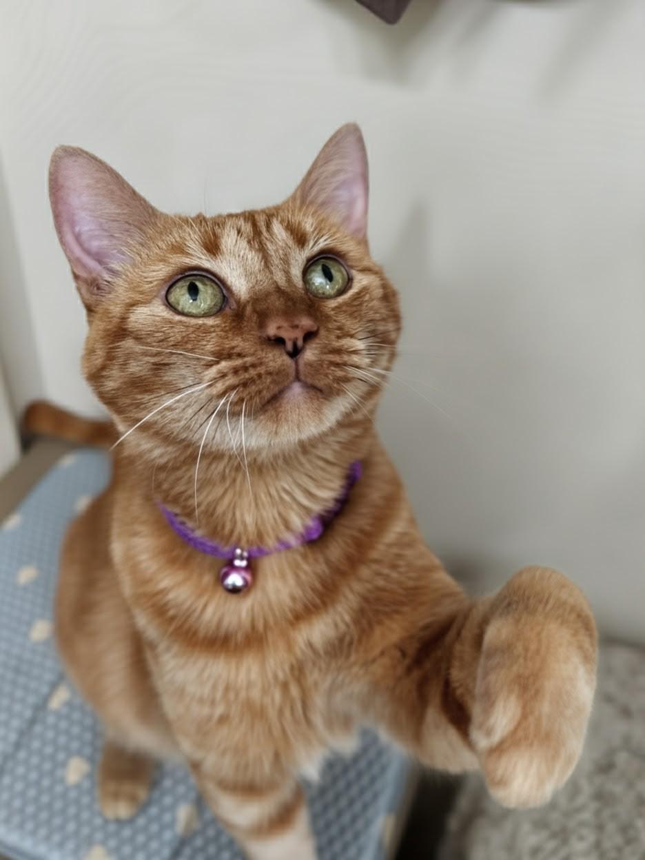 Mango, ADOPTABLE, Young Female Domestic Short Hair.