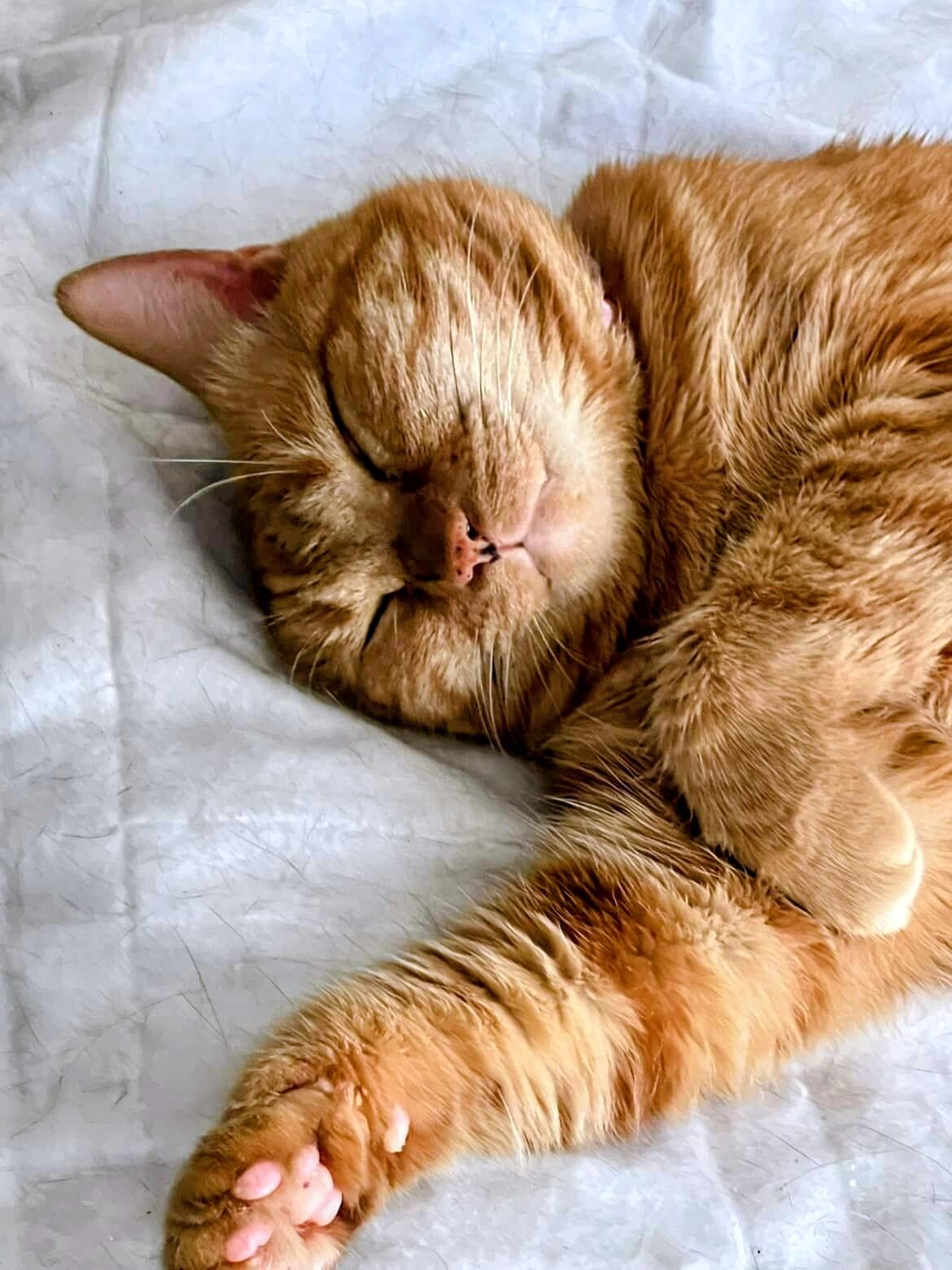 Mango, a ADOPTABLE Domestic Short Hair in Santa Monica, CA image 2/5