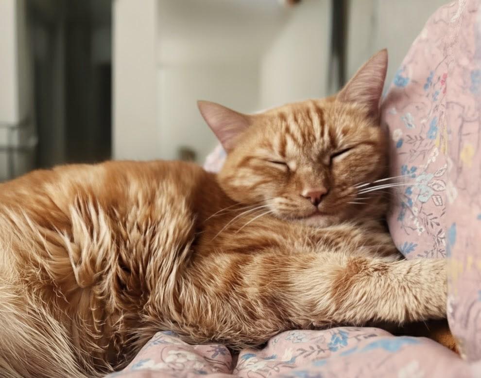 Mango, a ADOPTABLE Domestic Short Hair in Santa Monica, CA image 4/5