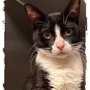 CHARLES Domestic Short Hair Cat