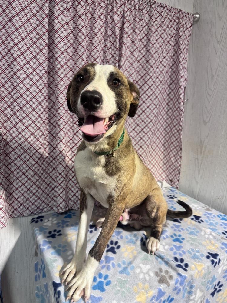 Enlarge DEAN, a Adoptable mixed breed in Opelousas, LA image 3/3