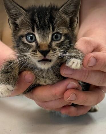 Rex, Adoptable, Young Male Domestic Short Hair.