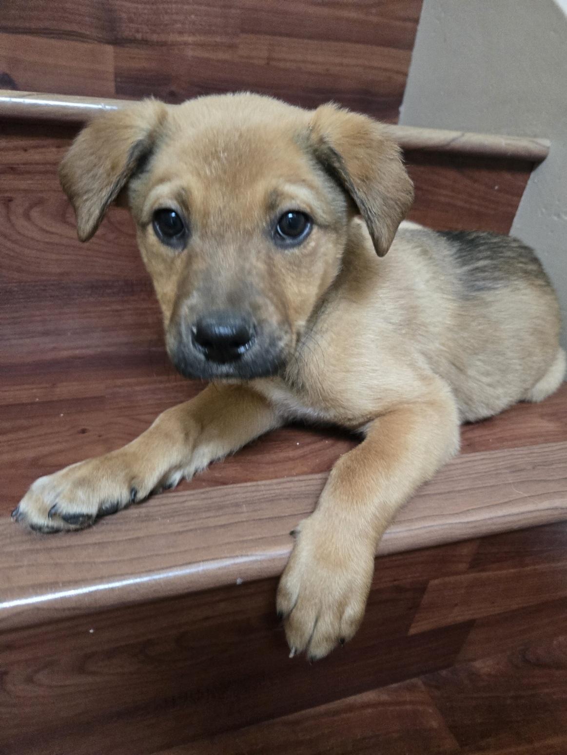 Jared, an adopted mixed breed in Orlando, FL image 3/6