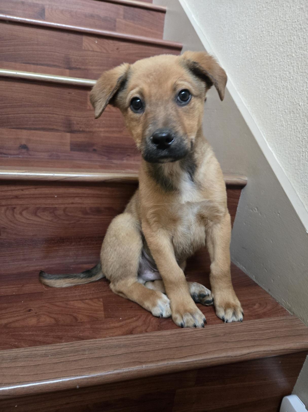 Jared, an adopted mixed breed in Orlando, FL image 2/6