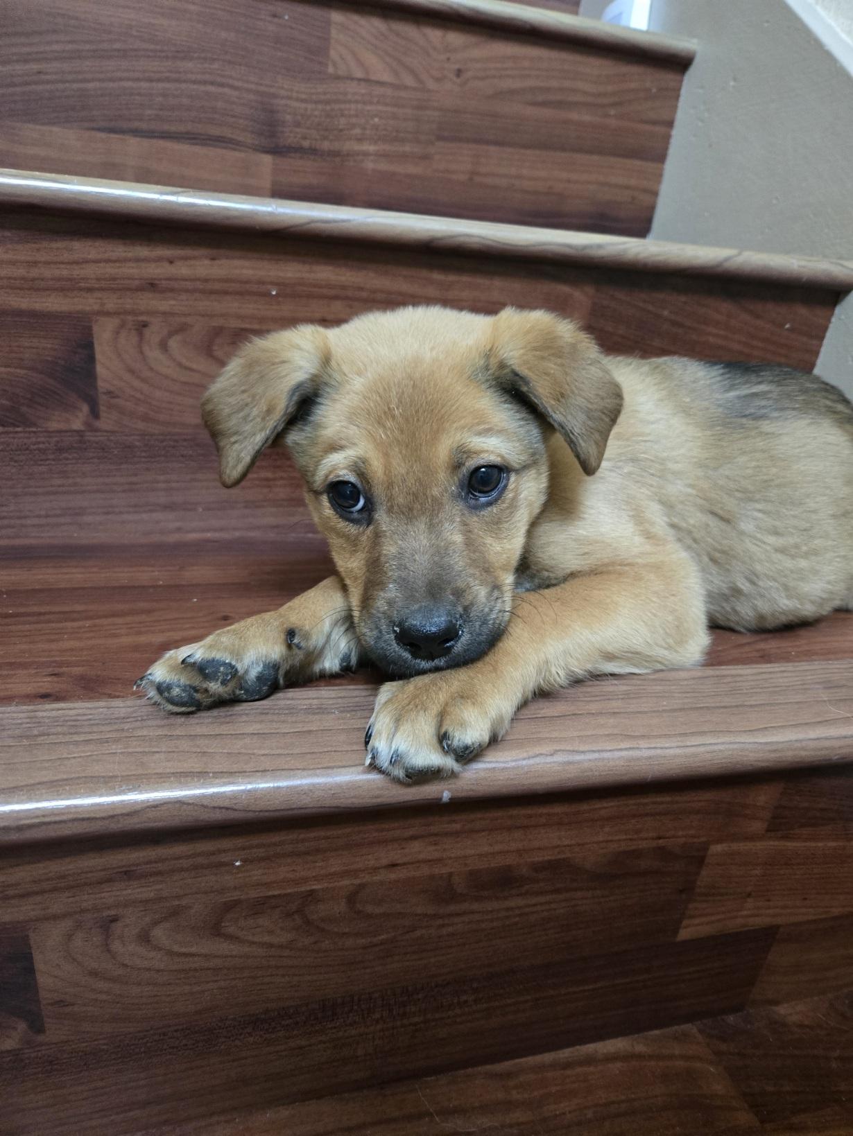 Jared, an adopted mixed breed in Orlando, FL image 4/6